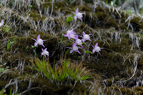 Pleione hookeriana, photograph 4