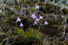 Pleione hookeriana, photograph (c) Jiao Sun (孙娇), some rights reserved (CC BY)