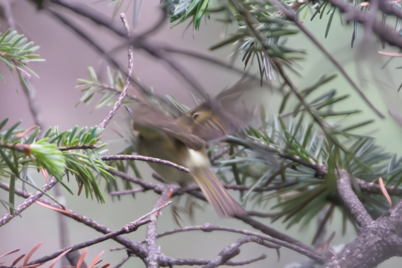 Lemon-rumped Warbler