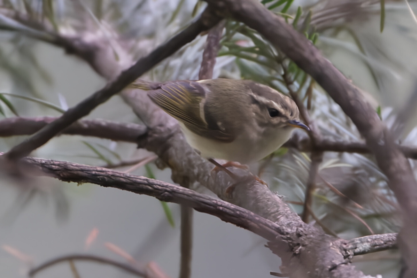Lemon-rumped Warbler