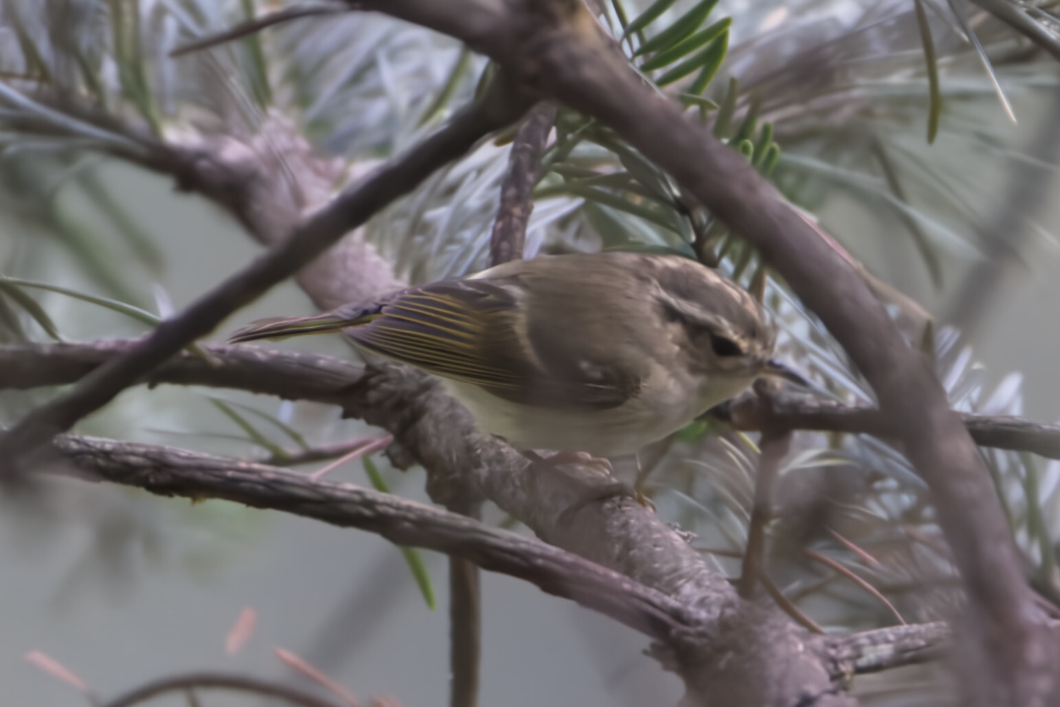 Lemon-rumped Warbler