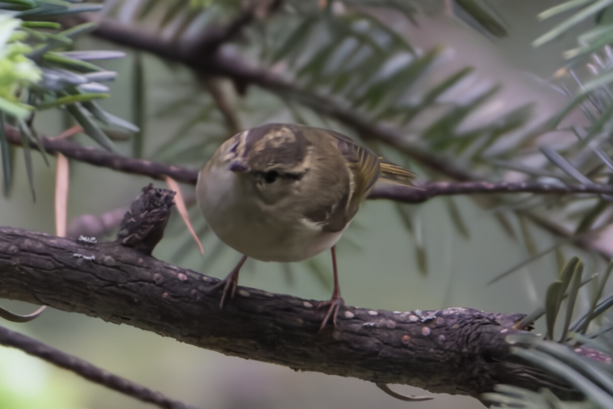 Lemon-rumped Warbler