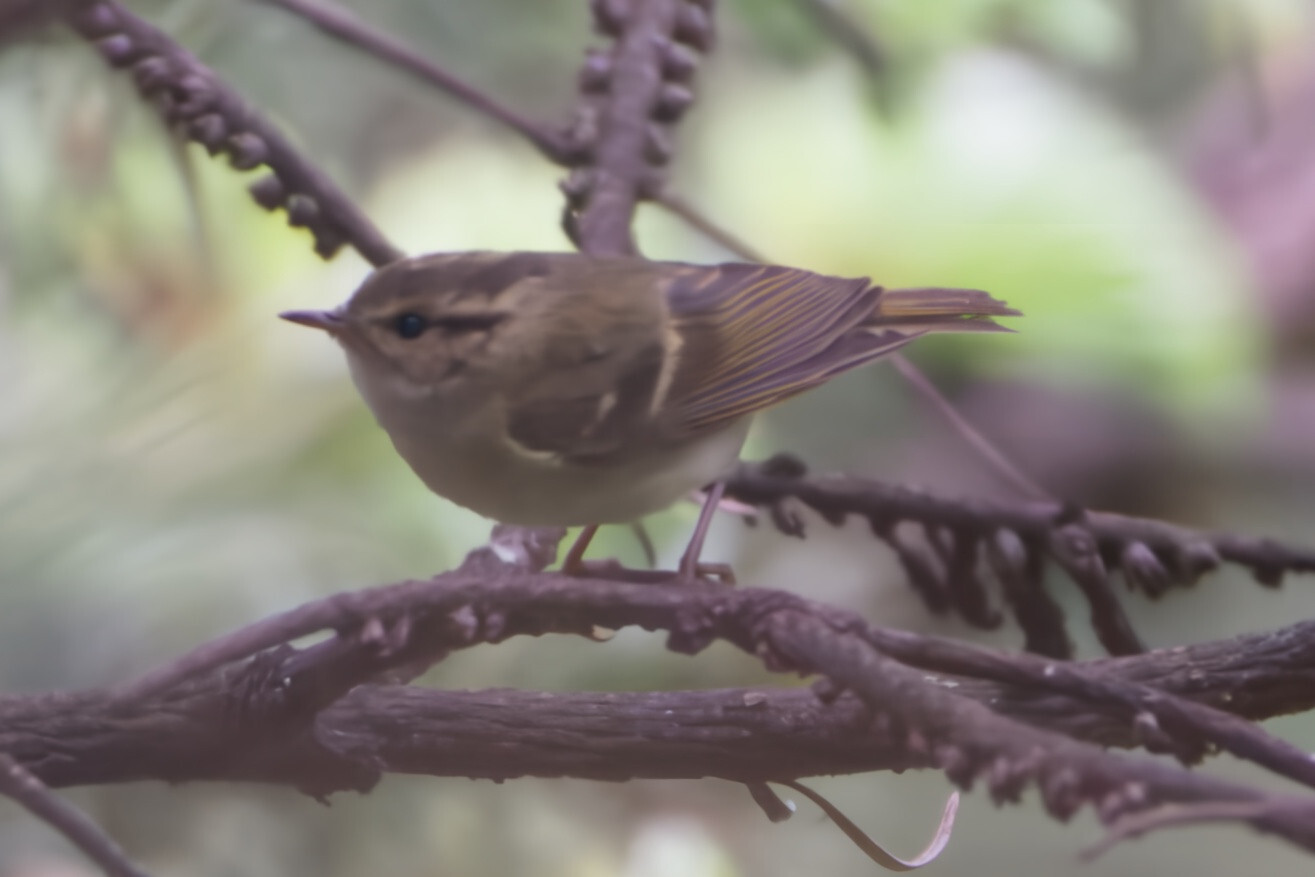Lemon-rumped Warbler