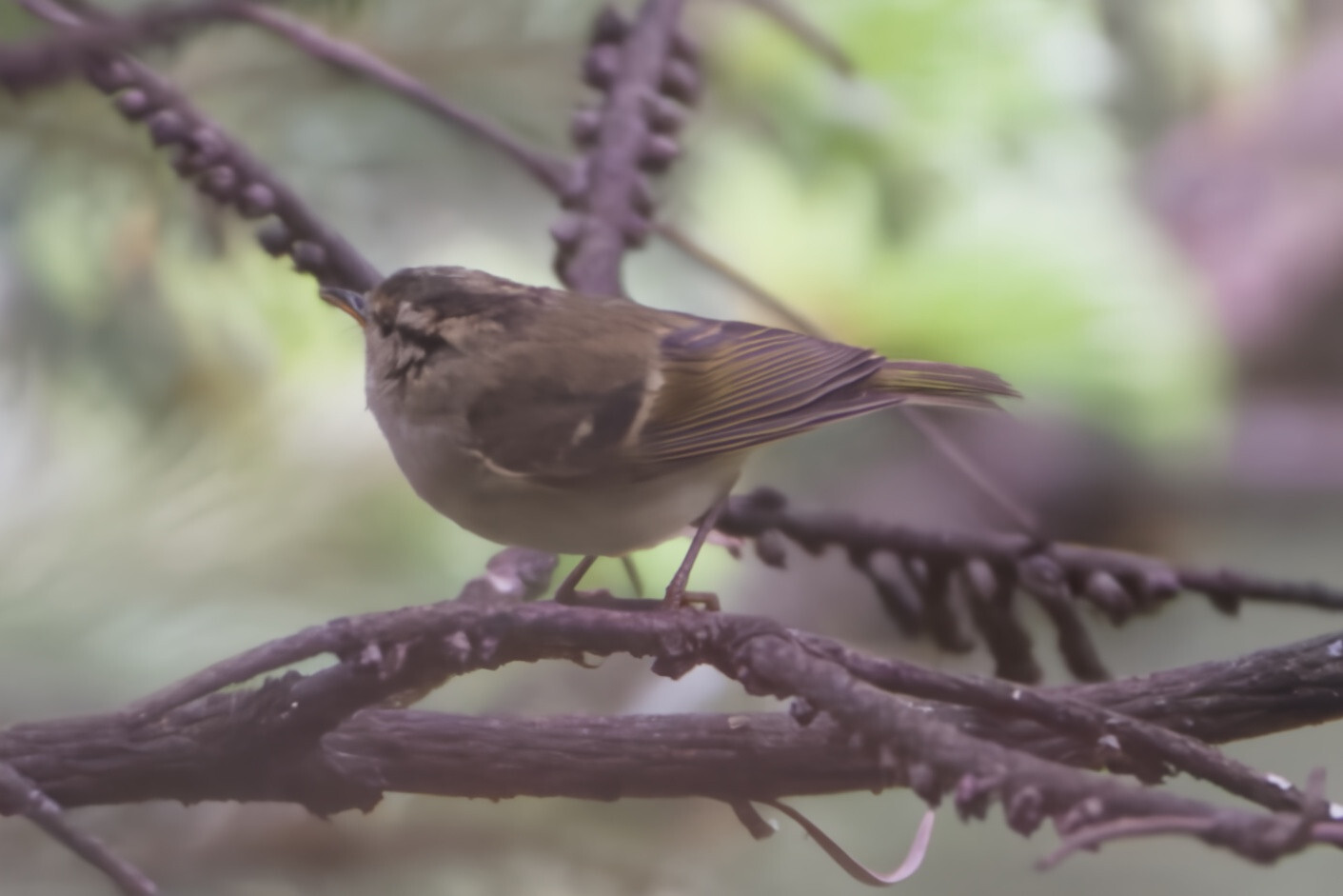 Lemon-rumped Warbler