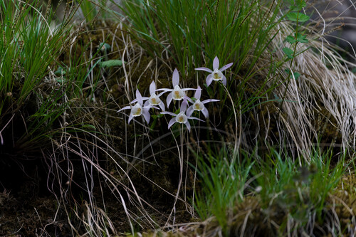 Pleione hookeriana, photograph 3