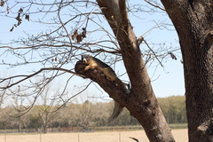 Sciurus niger shermani