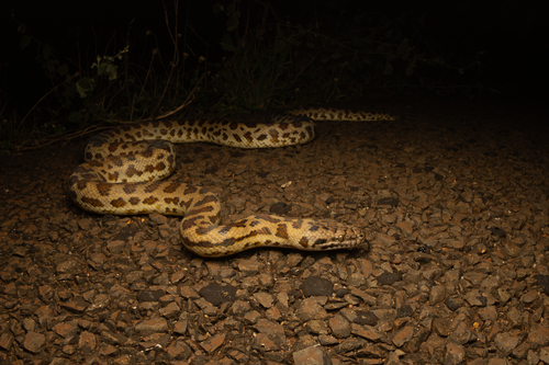 Cape York Spotted Python sighting