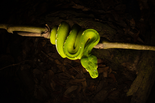 Southern Green Python sighting