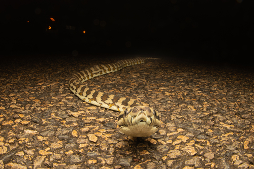 Jungle Carpet Python sighting