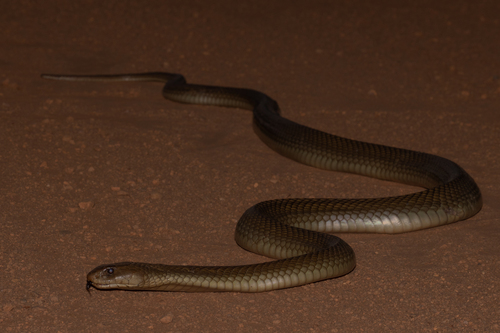 Mulga Snake sighting