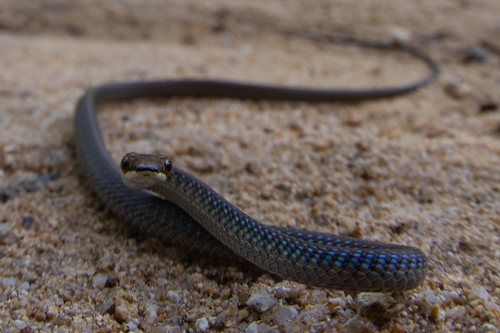 Northern Tree Snake sighting
