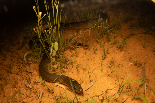 Water Python sighting