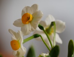 Narcissus tazetta chinensis