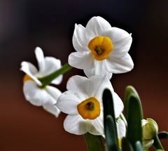 Narcissus tazetta chinensis
