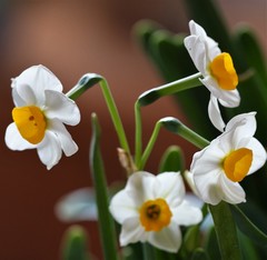 Narcissus tazetta chinensis