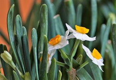 Narcissus tazetta chinensis