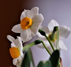 Narcissus tazetta chinensis