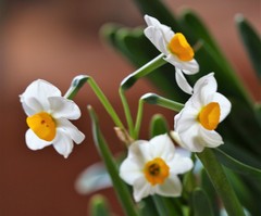 Narcissus tazetta chinensis