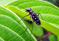 Calomera mindanaoensis