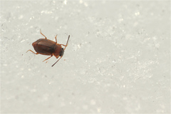 Anthobium atrocephalum
