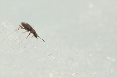 Anthobium atrocephalum