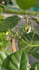 Mussaendopsis beccariana