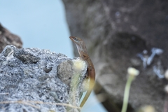 Anolis luciae