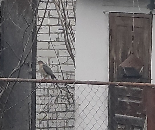 Eurasian Sparrowhawk