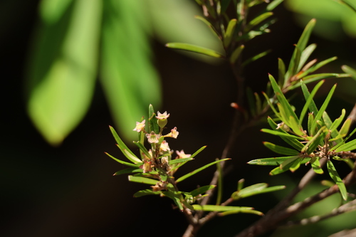 Austromyrtus tenuifolia observed 2025-12-17