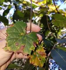 Vitis rotundifolia munsoniana