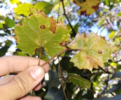 Vitis rotundifolia munsoniana