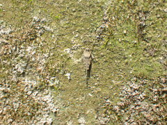 Ergatettix dorsifera