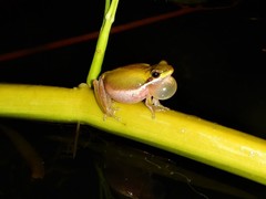 Litoria bicolor