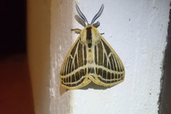 Tissanga pretoriae