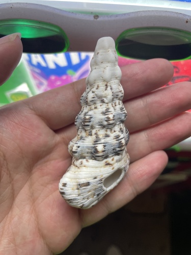 Cerithium nodulosum observed 2025-12-18