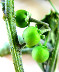 Solanum retroflexum