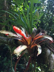 Guzmania melinonis