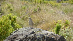 Upucerthia dumetaria