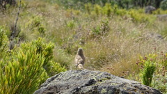 Upucerthia dumetaria