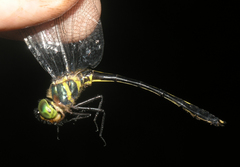 Macromidia rapida