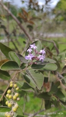 Vitex triflora