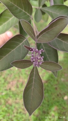 Vitex triflora