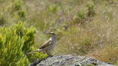 Upucerthia dumetaria