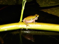 Litoria bicolor