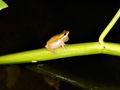 Litoria bicolor