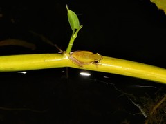 Litoria bicolor