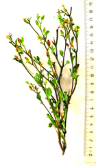 Chaenostoma decipiens