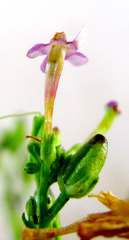 Chaenostoma decipiens