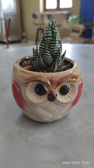 Haworthiopsis fasciata