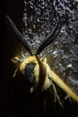 Tissanga pretoriae